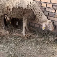 باسلام یک عددبره لاکن