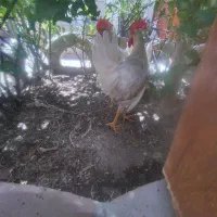 جوجه خروس ۶ماه  با 1 اردک ماده ۶ماه