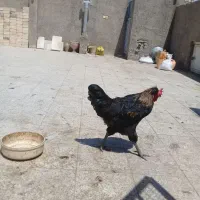 خروس کا کلی