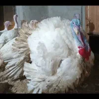 بوقلمون بیوتی درجه یک گوشت عالی