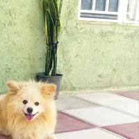 پامرین