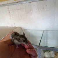 همستر|موش و خرگوش|سقز, |دیوار