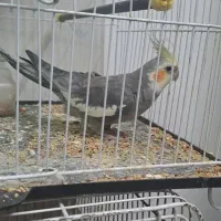 عروس و مرغ عشق