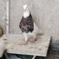 یک جفت طوقی هفت رنگ