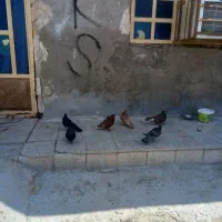 کبوتر