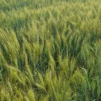 کاه گندم  امسال