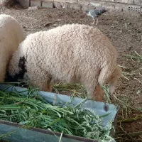 بره نر درجه یک خاص