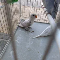 مرغ عشق هم سرلاکی هم دانه خور رنگ خاص در پایین جام