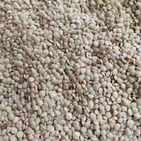 عدس خوشپخت ویلکیج