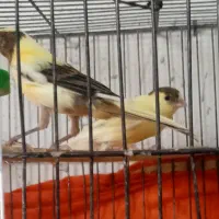 یه جفت جوجه قناری