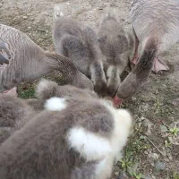 فروش‌غاز‌نمایی