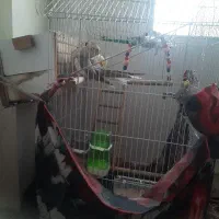 پرنده