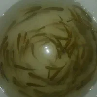ماهی پرورشی