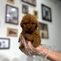 توله کوچولوی پودل اصیل