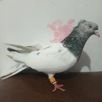 ۵تا کفتر مقبول کله و قره