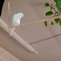 قناری رسمی بلند