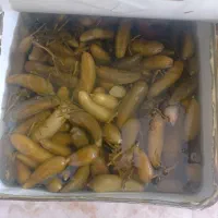 خیارشور حلب ویژه برند تولیکا