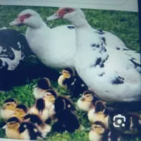 فروش اردک روسی