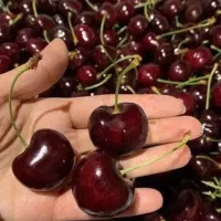 فروش نهال گیلاس سیاه بن دار +لیبل دار