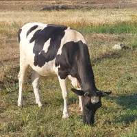 گاو جوان شکن دوم