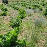 فروش-زمین-باغ-باغ-شهری