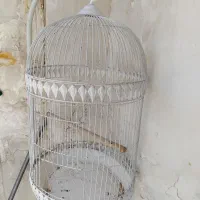 قفس