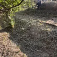 علف زنی باغ پذیرفته می شود