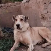 سگ گله|سگ|گلمکان, |دیوار