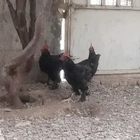 خروس مرندی و ابریشمی کوپال