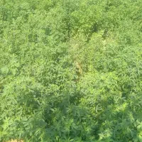 یونجه کوبیده شده