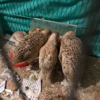 بلدرچین