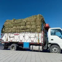 یونجه خشک بدون علف