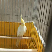 لوتینو سخنگو