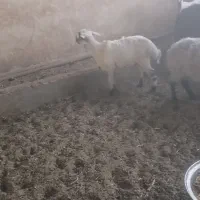 بره ماده