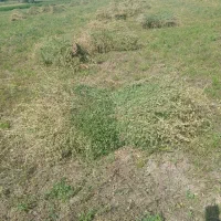 یونجه علوفه پشه دورا