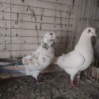۳عدد کفتر خوب پرشی