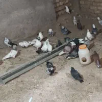 ۳۵تا کفتر پرشی