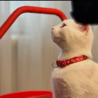 گربه اسکاتیش ۴ماهه