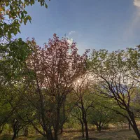 زمین زراعی واقع در قلعه جوق