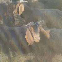 ۱۵عددبززردحمس داشتیولانی۴عددبزغاله دارن