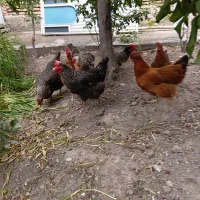 مرغ هفت عدد فروش می رود