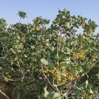 فروش-فوری-باغ-پسته
