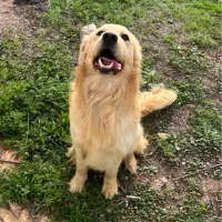 گلدن رتریور نر دوساله