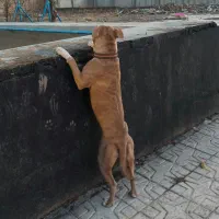 پیتبول|سگ|قزوین, |دیوار