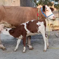 گاوگوساله سیمینتال