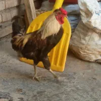 خروس و مرغ