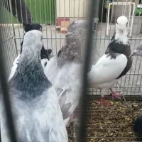 کفتر بهبونی بی عیب