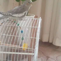 عروس هلندی با قفس و باند