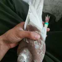 کفتر غوره ای