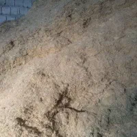 کاه دیم  گندم وجو